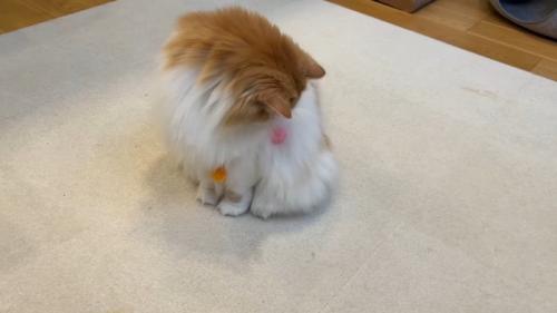 自分の体を見るぽてちくん