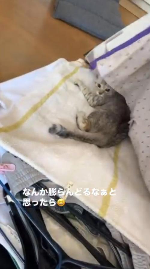 洗濯物の下に隠れている子猫