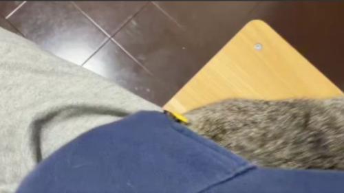 ポケットに入る猫