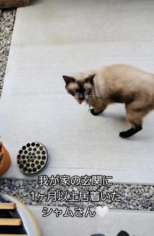玄関の前で鳴くシャム猫