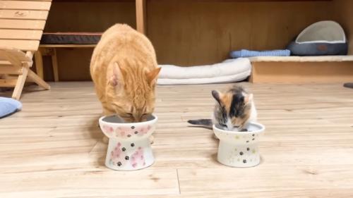 ごはんを食べるふたり