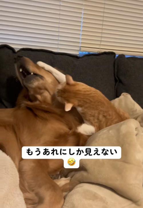 じゃれあっている犬と猫