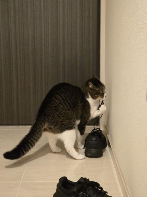 手に靴紐をひっかけて遊ぶ猫の後ろ姿