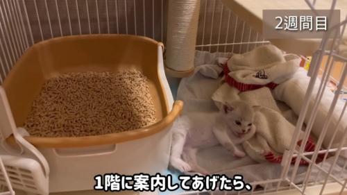 ケージの中の子猫