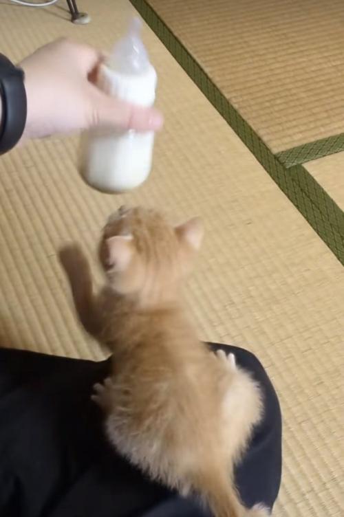 ママが冷ますミルクを追い掛ける赤ちゃん猫