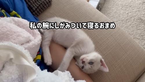 飼い主の腕で寝る子猫