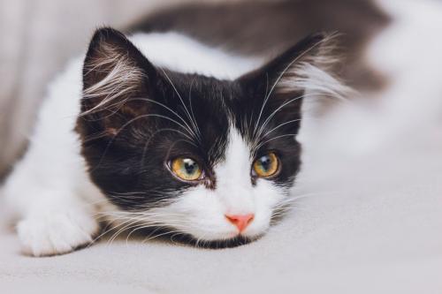 かわいい白黒猫