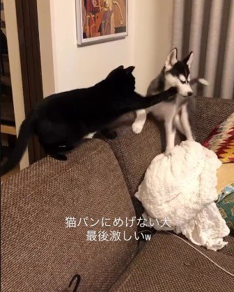 犬にパンチする黒猫