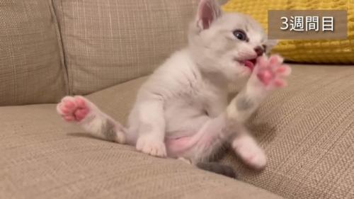 毛づくろいをする子猫