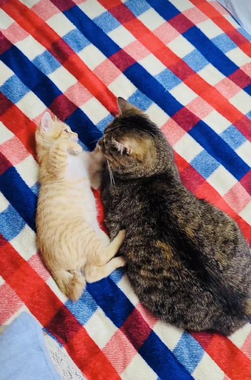 布団の上でくつろぐキジトラ猫と赤ちゃん猫