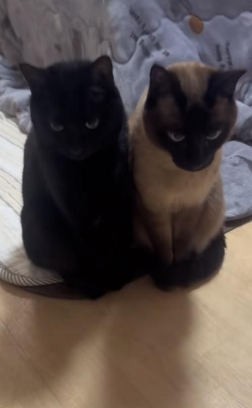 2匹の猫が並んでいる写真