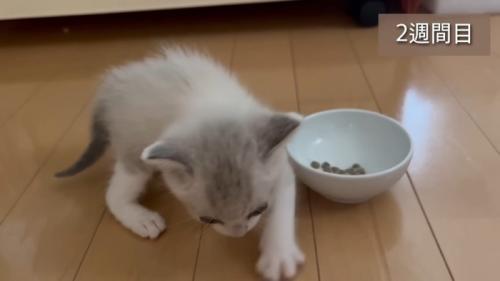 砂をかける仕草をする子猫