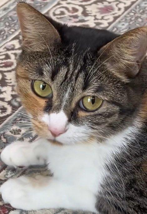 三毛猫の顔のアップ