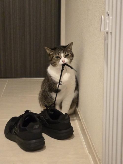 靴紐を噛んで睨みつける猫