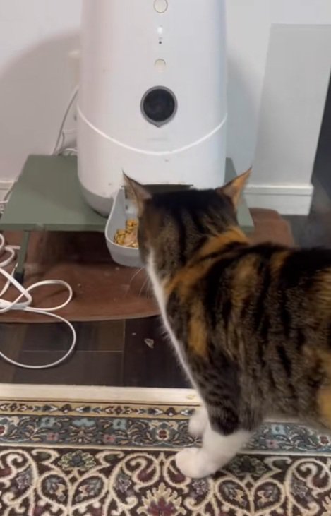 ごはんを食べ始める三毛猫