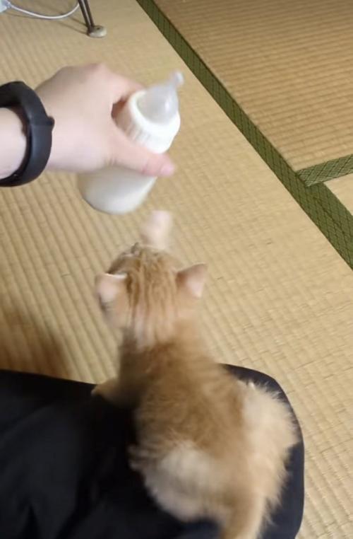 ママが冷ますミルクを追い掛ける赤ちゃん猫