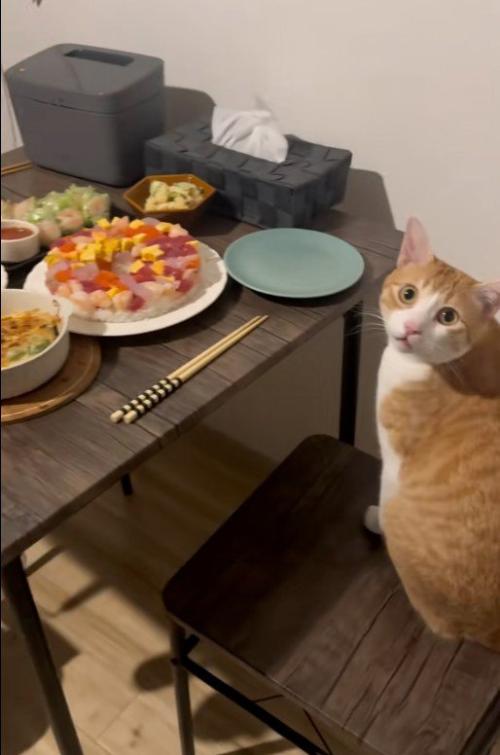 椅子に座って鳴いている猫