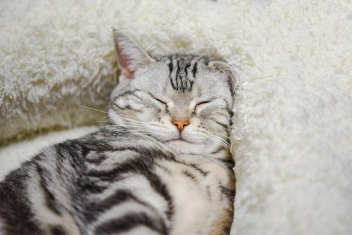 幸せそうに眠る猫のアップ