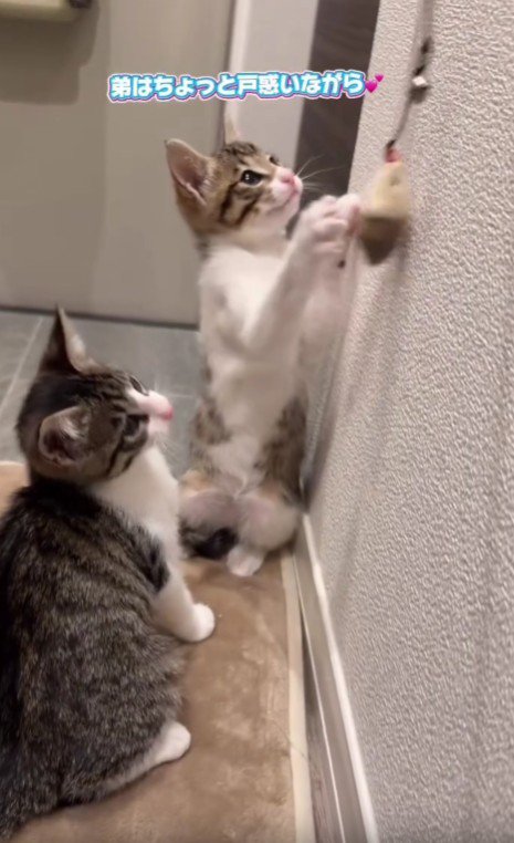 おもちゃで遊ぶ2匹の猫