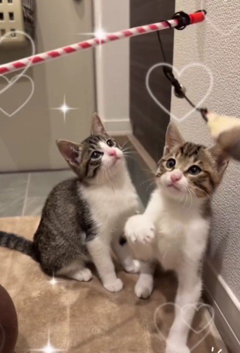 おもちゃで遊ぶ2匹の猫