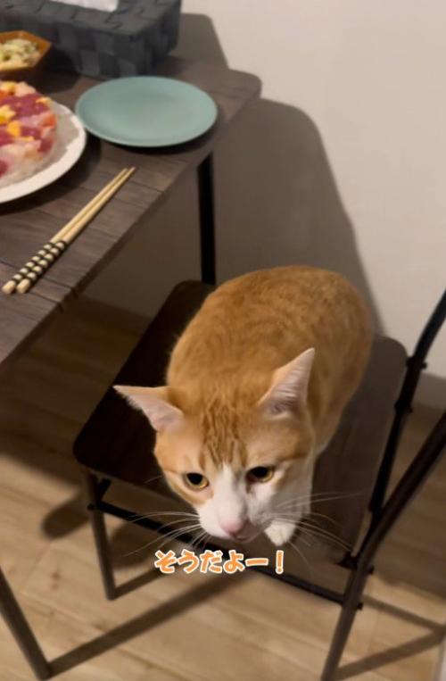 椅子の上で鳴いている猫