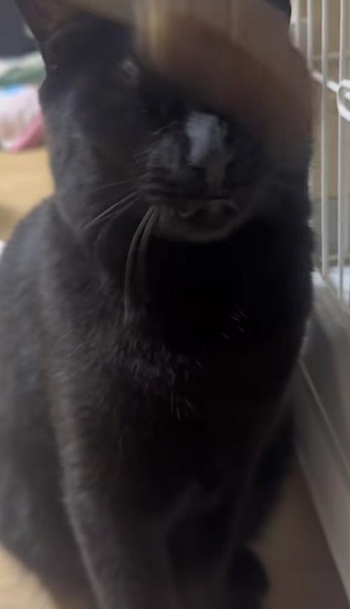 猫じゃらしを顔に当てられる猫の写真2