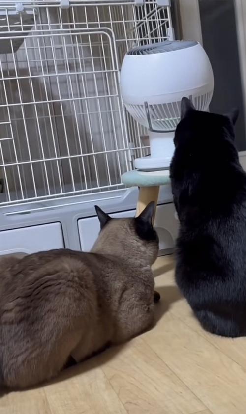 扇風機を見つめる2匹の猫の写真