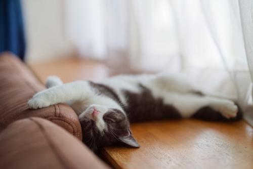 仰向けで寝る猫