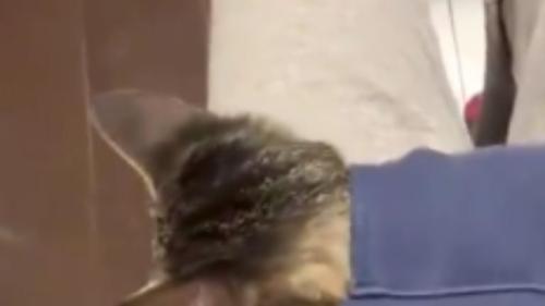 ポケットに入る猫