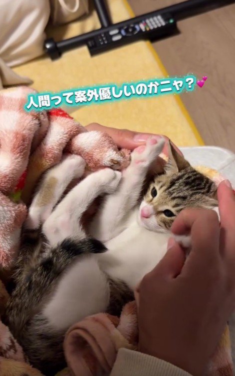 毛布にくるまれている猫