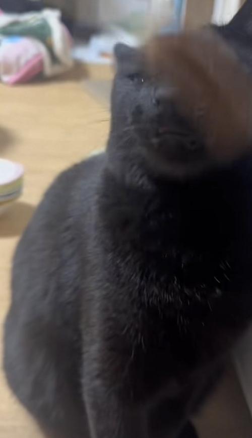 猫じゃらしを顔に当てられる猫の写真1