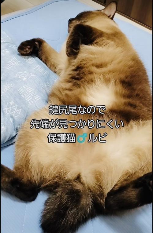 仰向けで寝るシャム猫