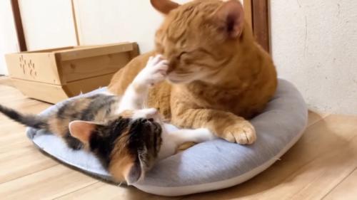 前足で押し返す三毛ちゃん