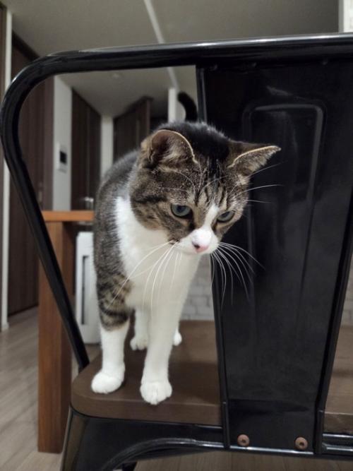 椅子の上でうつむく猫