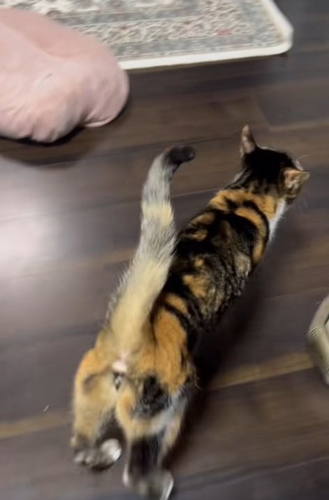 部屋の中を歩く三毛猫