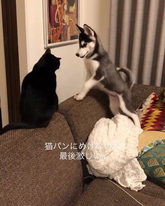 猫と向かい合う犬