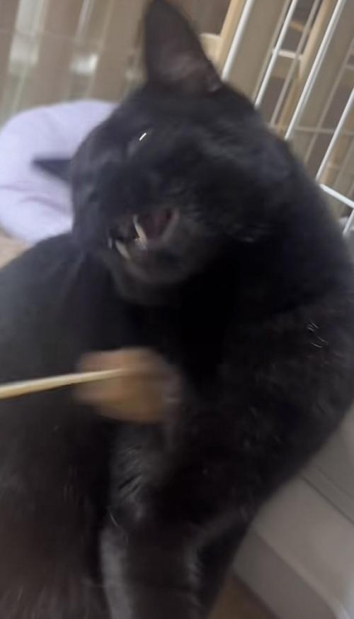 猫じゃらしをパンチする猫の写真