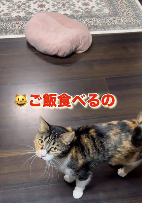 飼い主に向かって鳴く三毛猫