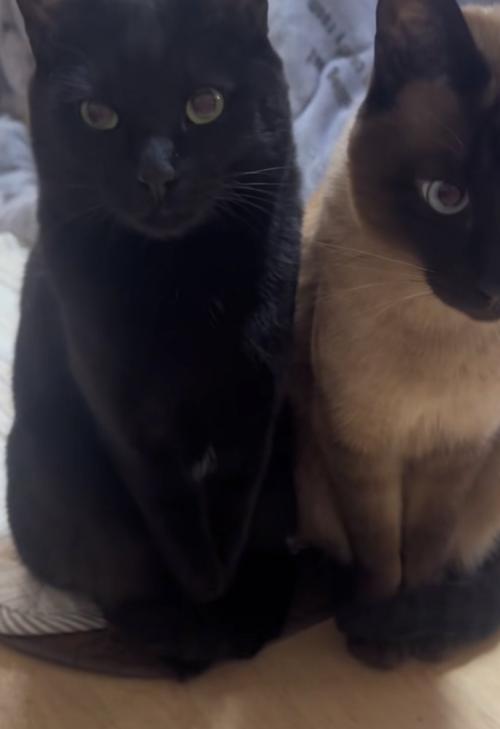 2匹の猫のアップ写真