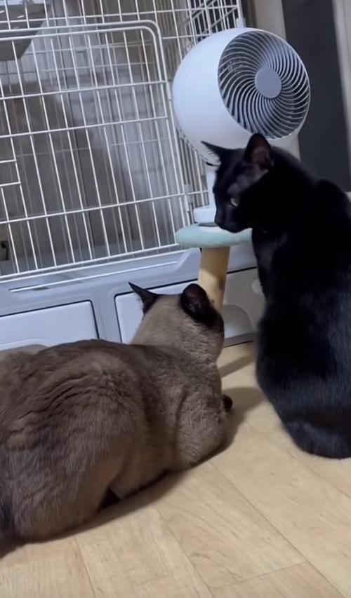 扇風機の前にいる2匹の猫の写真