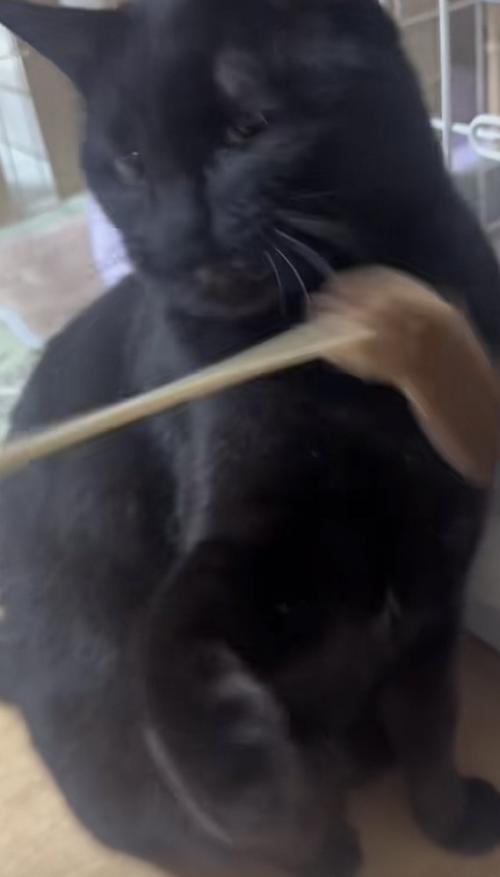 猫じゃらしを顔に当てられる猫の写真3