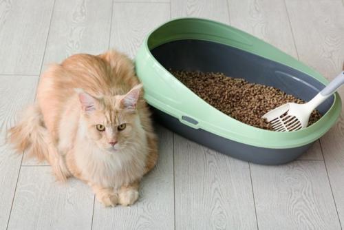 トイレのそばに座っている猫