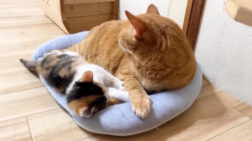 そっぽを向くうにくん