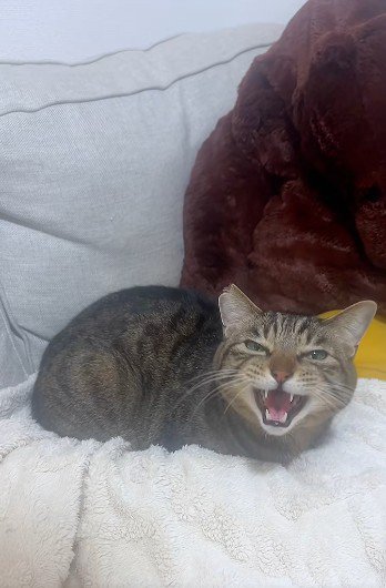 布団の上で鳴いている猫