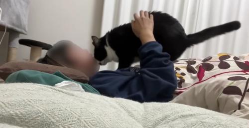 布団に入った飼い主さんの胸に乗るくろまめさん