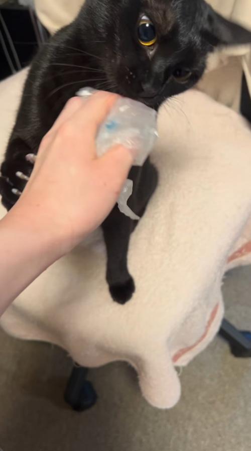 萎んだ緩衝材に顔を近づける猫