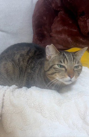 布団の上で鳴いている猫