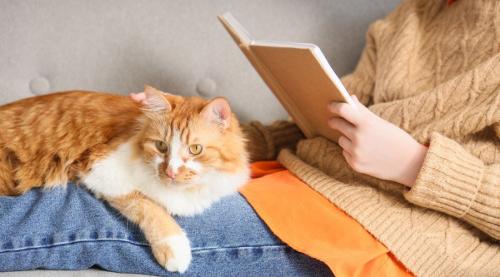 本を読む女性の膝にのる茶白猫