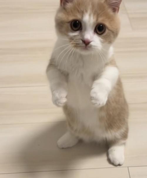 立っている猫の写真