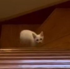 階段を登ってくる子猫